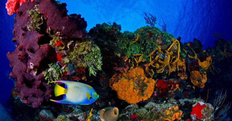 Travel Guide To Sharm El Sheikh: The Maldives of Egypt